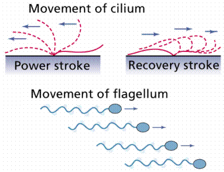 ciliary action